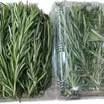 Rosemary